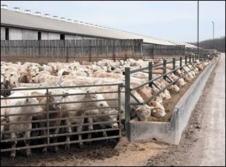 Iowa NRCS updates pertaining to animal feeding operations - Manure  ManagerManure Manager