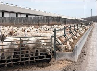 Iowa NRCS updates pertaining to animal feeding operations - Manure ManagerManure Manager Iowa NRCS updates pertaining to animal feeding operations - Manure ManagerManure Manager