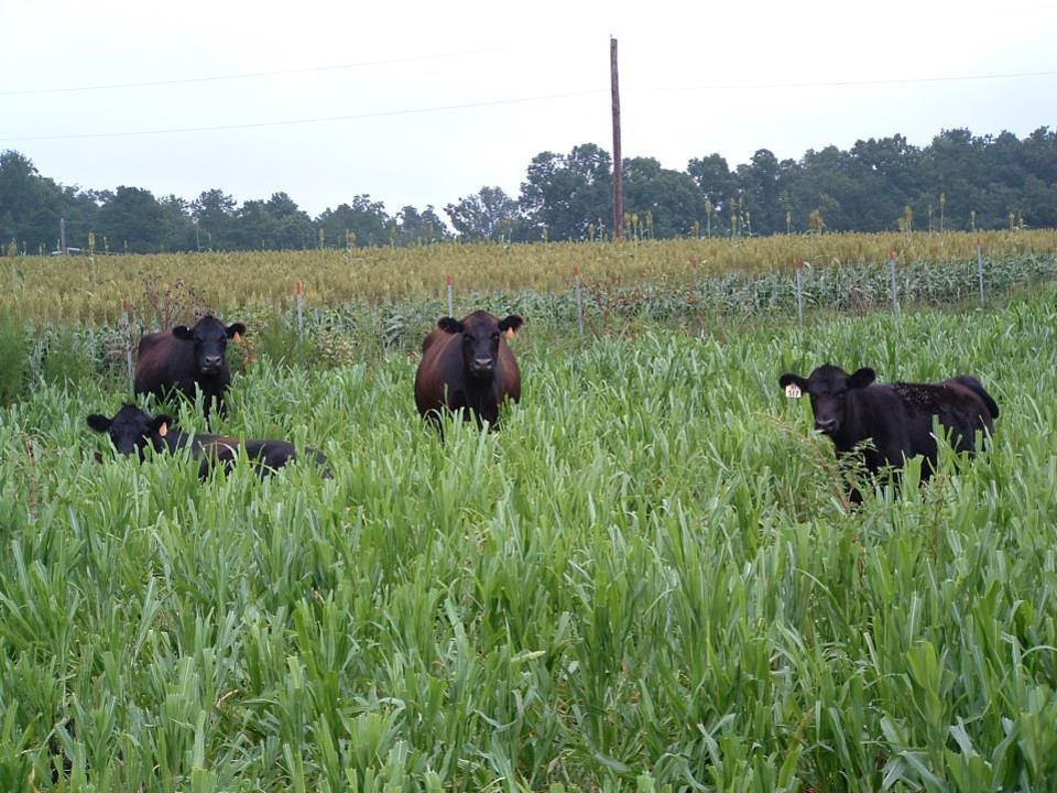 Crops and livestock on the same farms, the same fields – why? - Manure  ManagerManure Manager